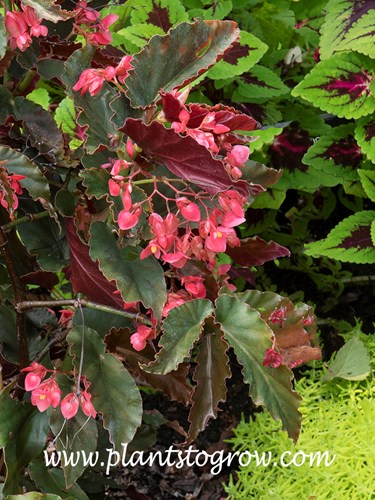 Elaine Begonia